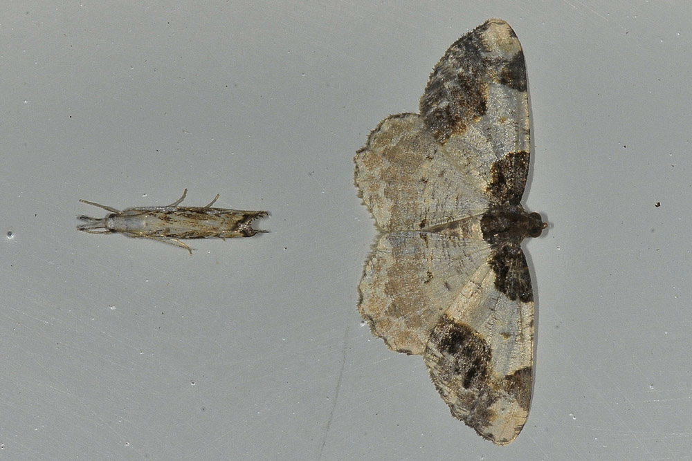 Cfr. Agriphila geniculea (Crambidae) e Ligdia adustata (Geometridae)